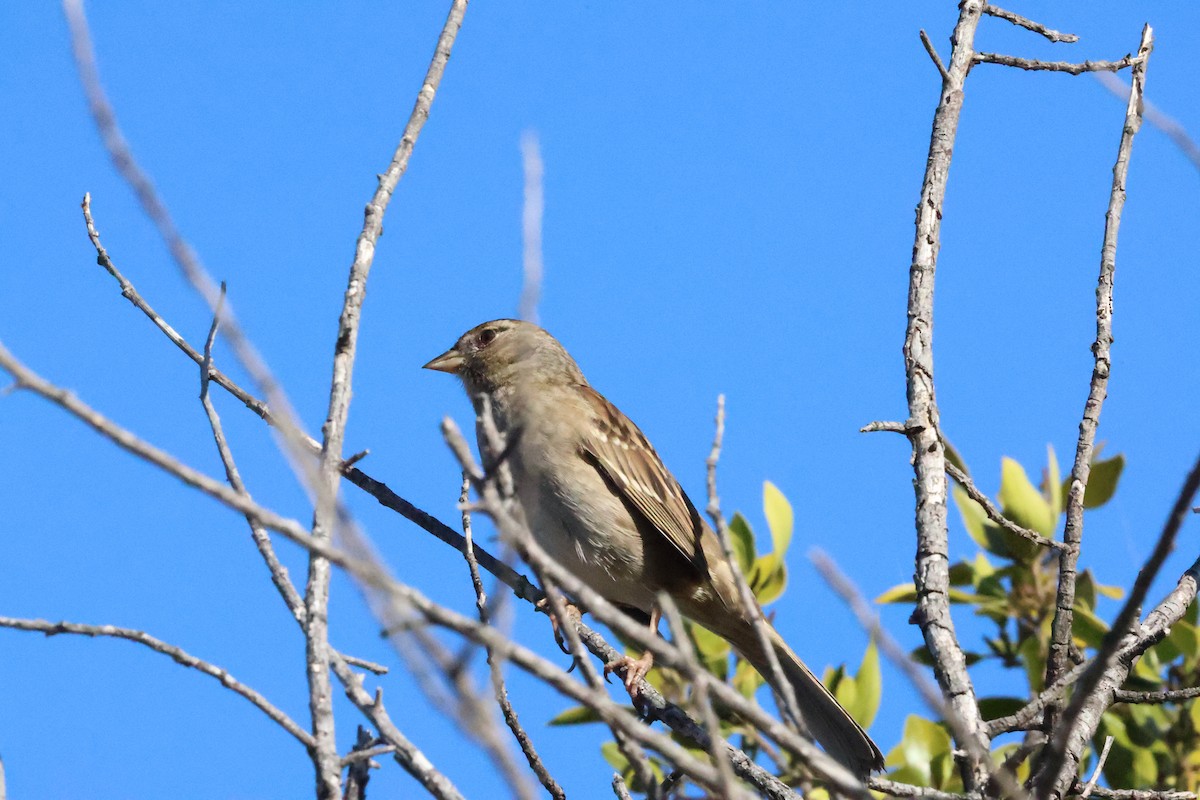 Чернобровая овсянка - ML644903412