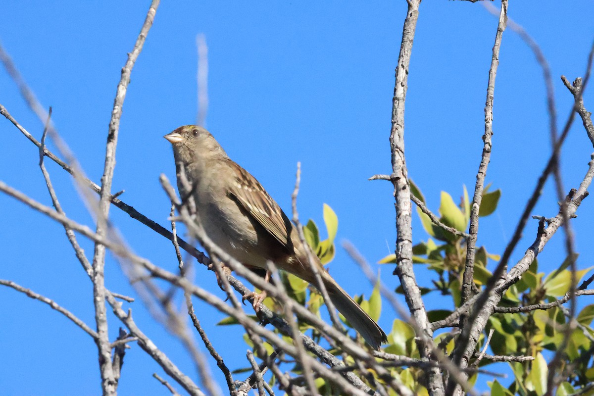 Чернобровая овсянка - ML644903413
