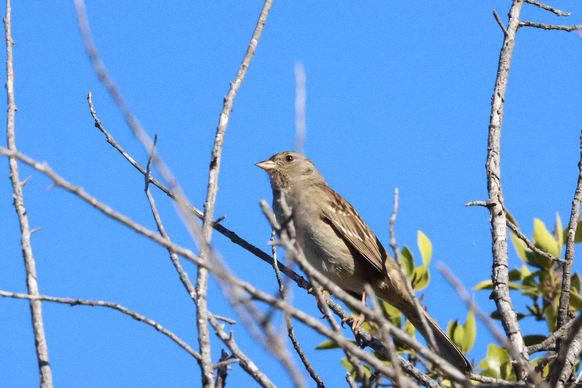 Чернобровая овсянка - ML644903414