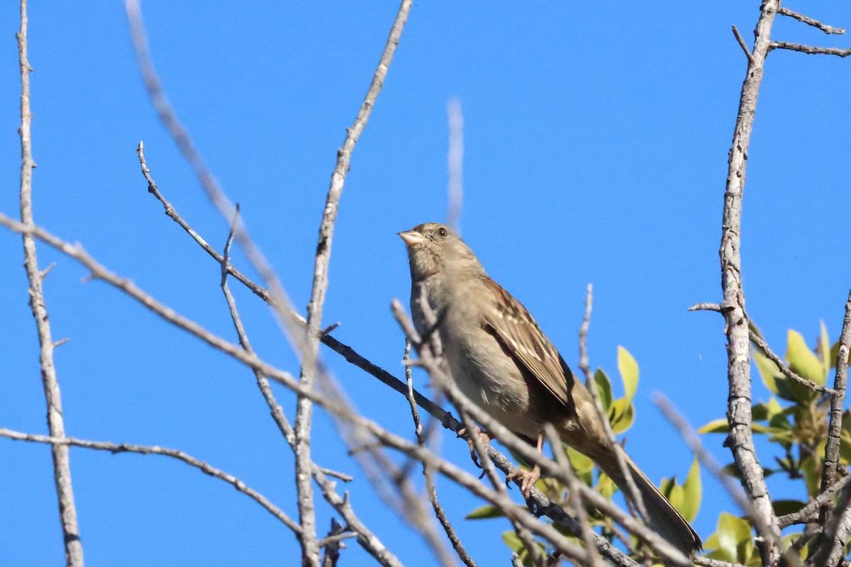 Чернобровая овсянка - ML644903415