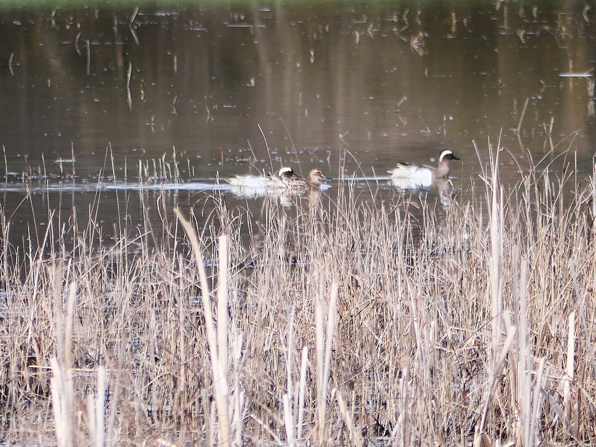 Чирок-трескунок - ML644903416