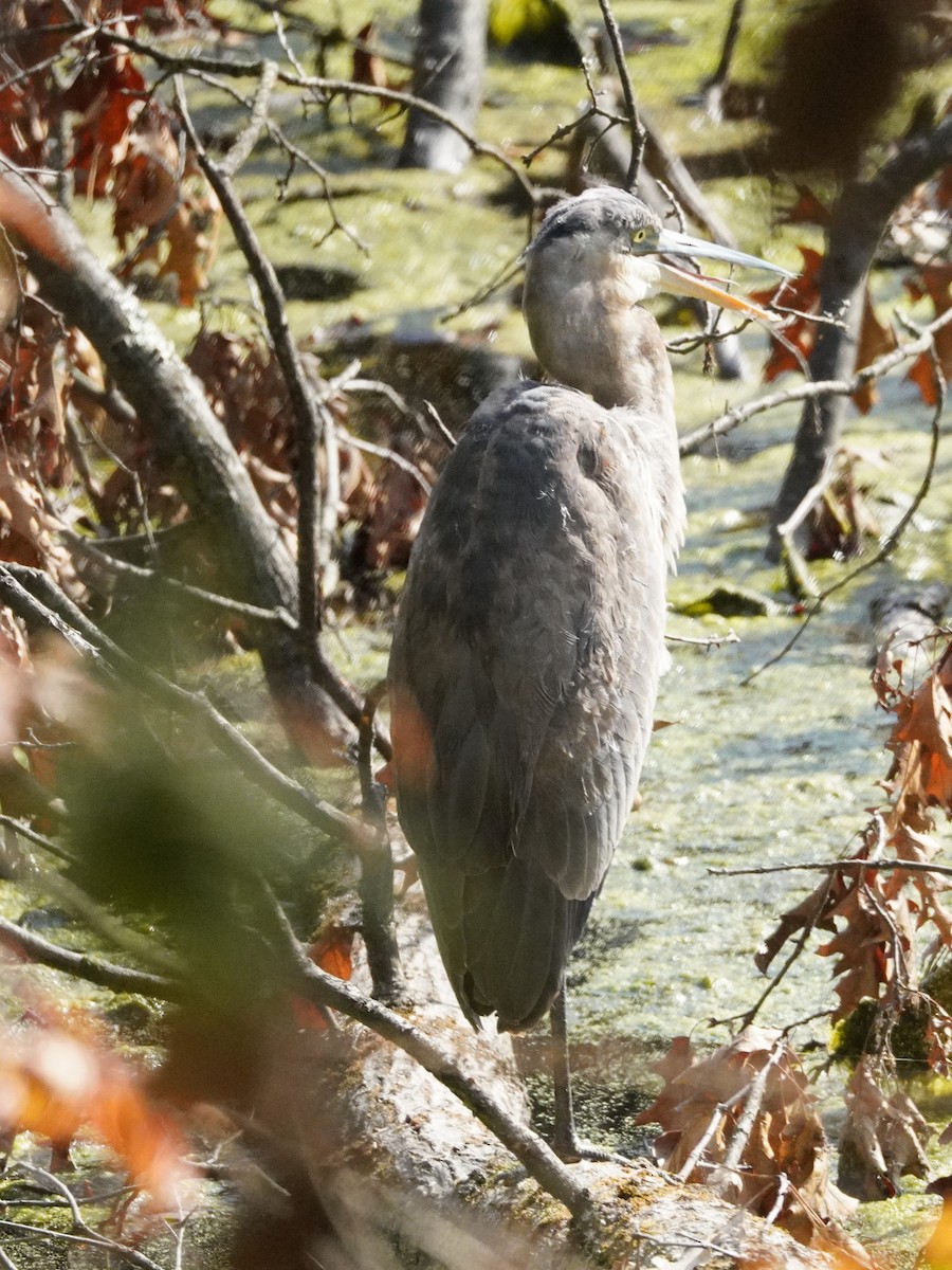 Большая голубая цапля - ML644903417