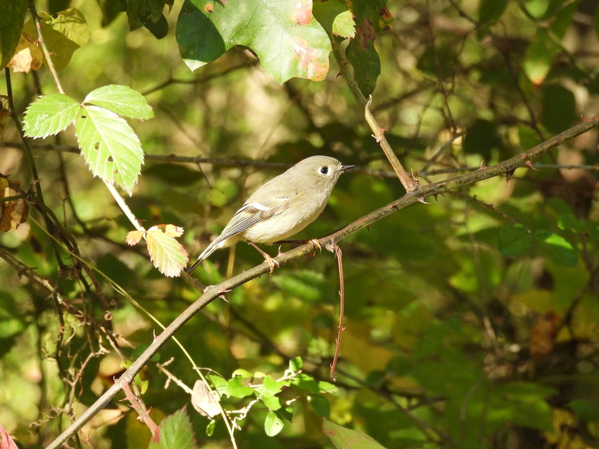 Рубиноголовый королёк - ML644903418