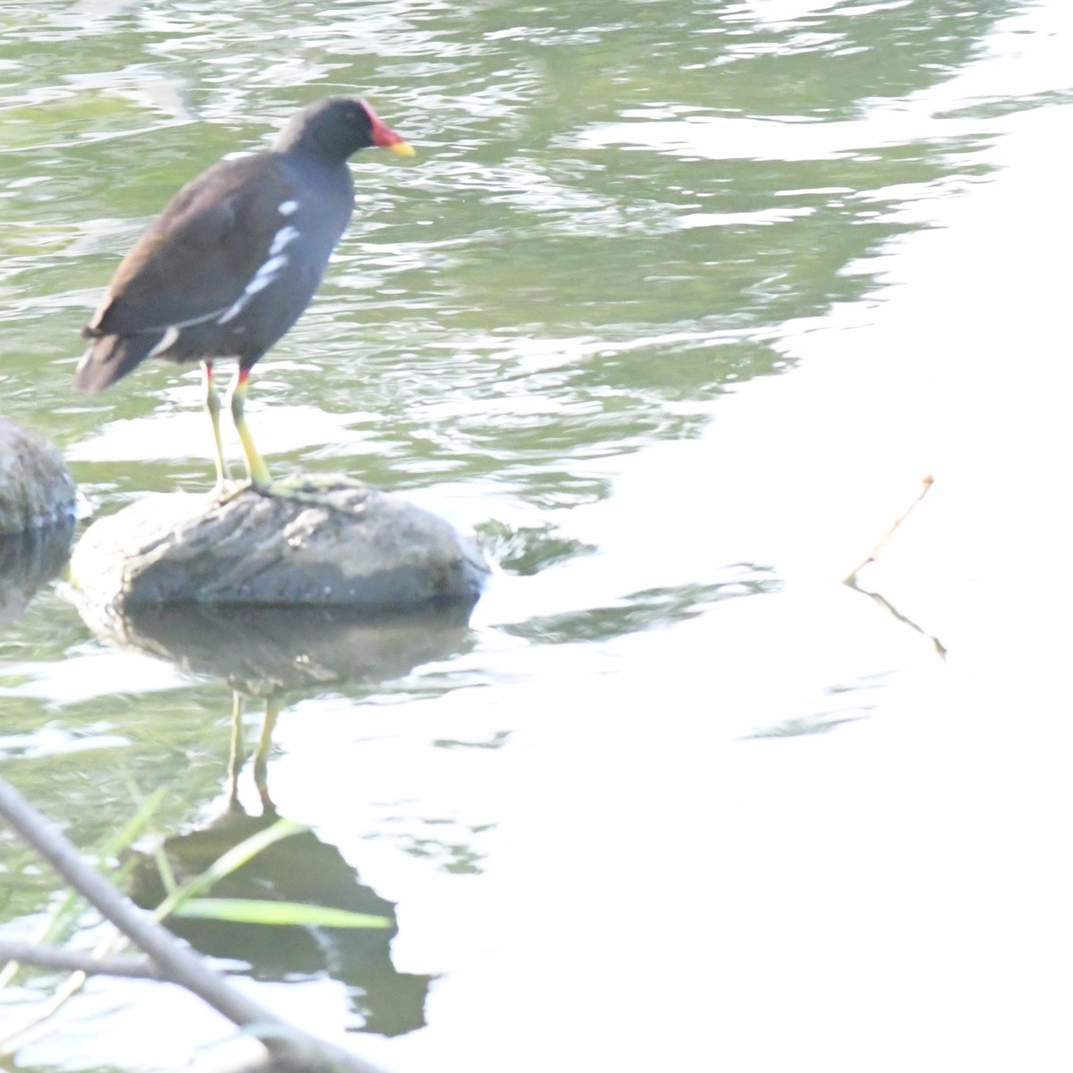 Камышница - ML644903419