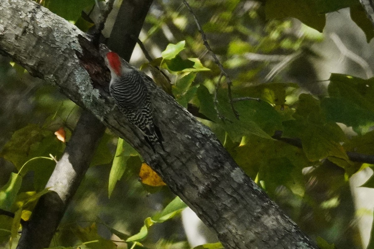 Каролинский дятел - ML644903420