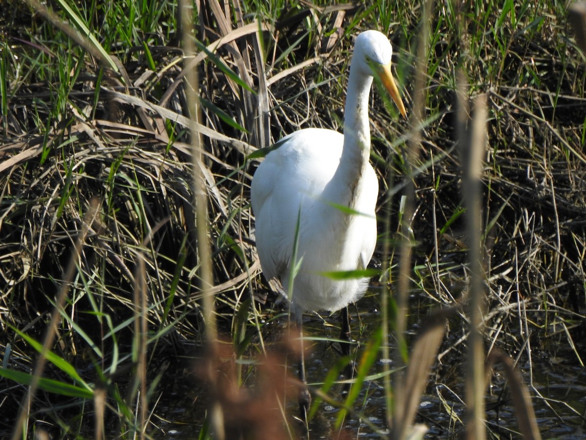 Большая белая цапля - ML644903421