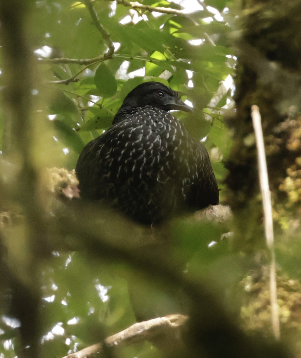 Колумбийская пенелопа - ML644903422