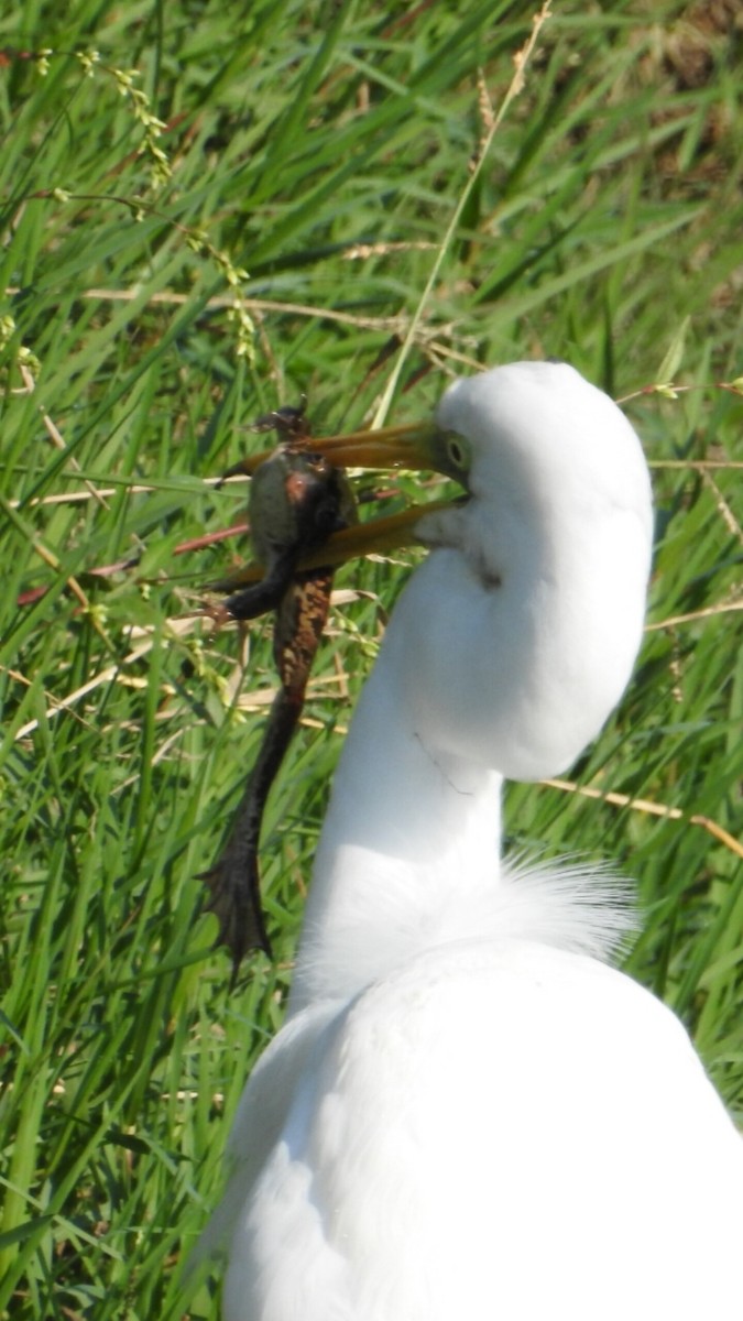 Большая белая цапля - ML644903423