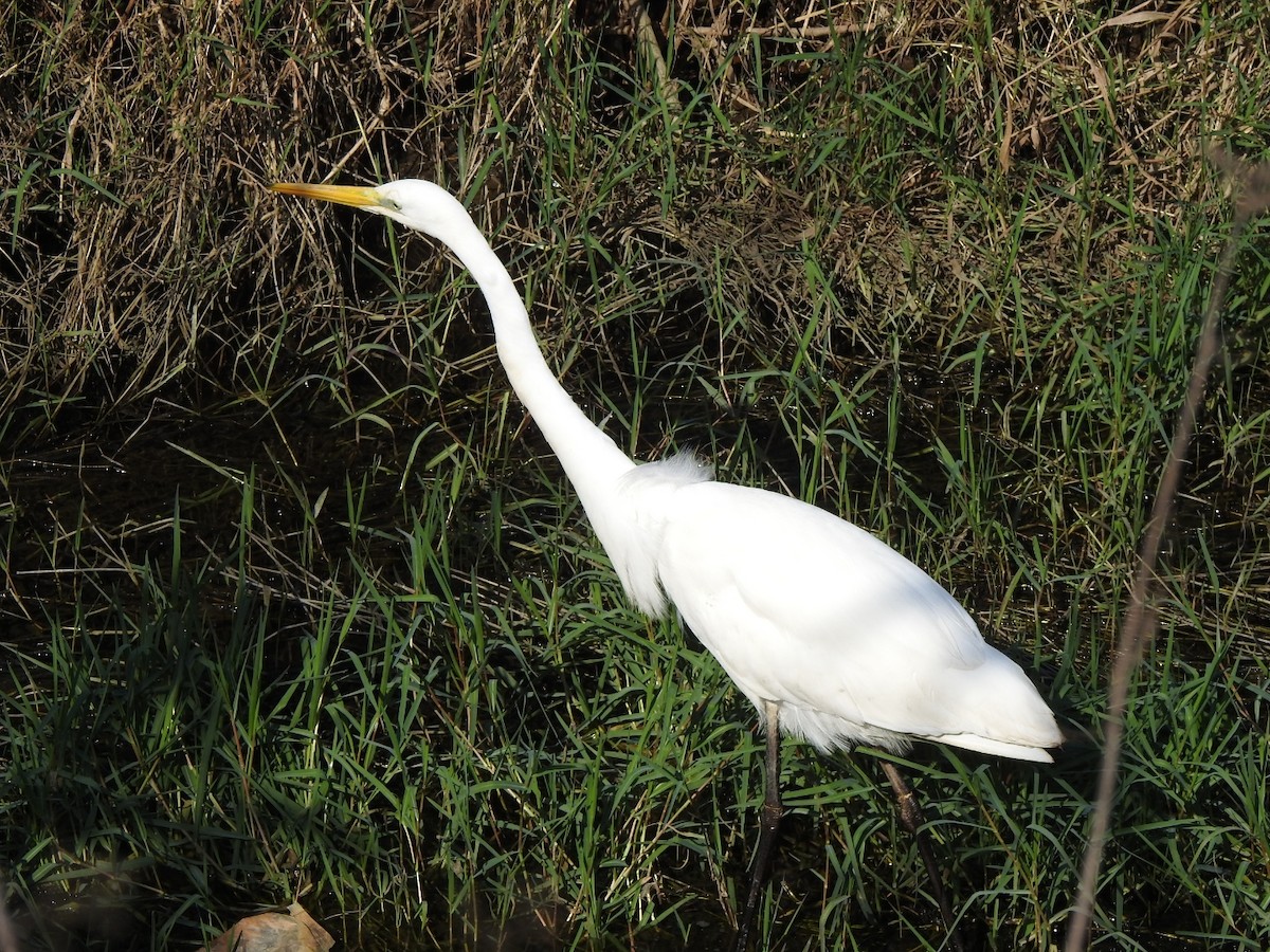 Большая белая цапля - ML644903424