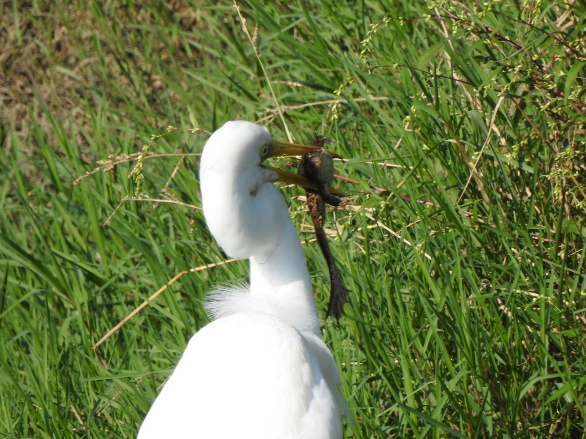 Большая белая цапля - ML644903425