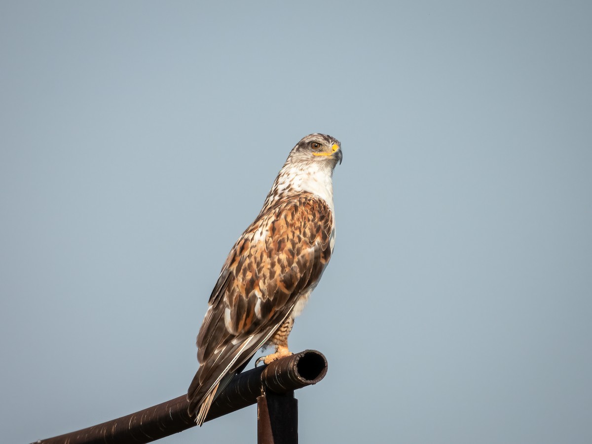 Королевский канюк - ML644903426