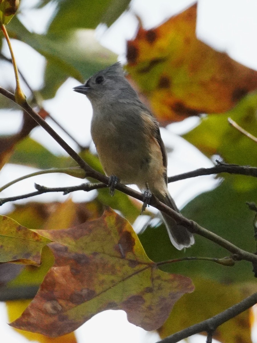 Американская гренадерка - ML644903428