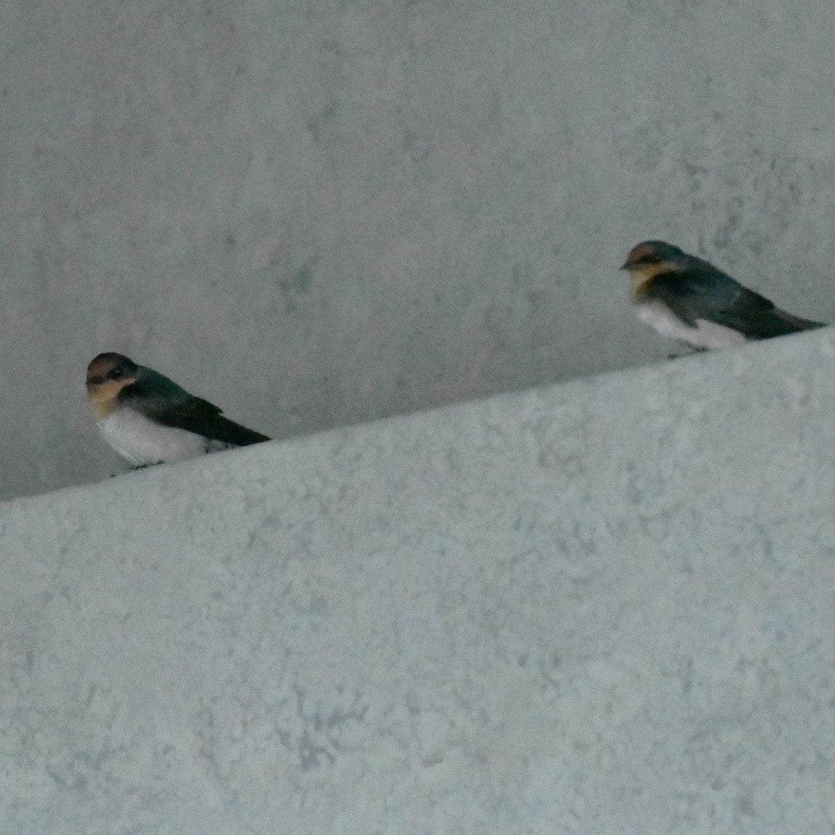 Домовая ласточка - ML644903430