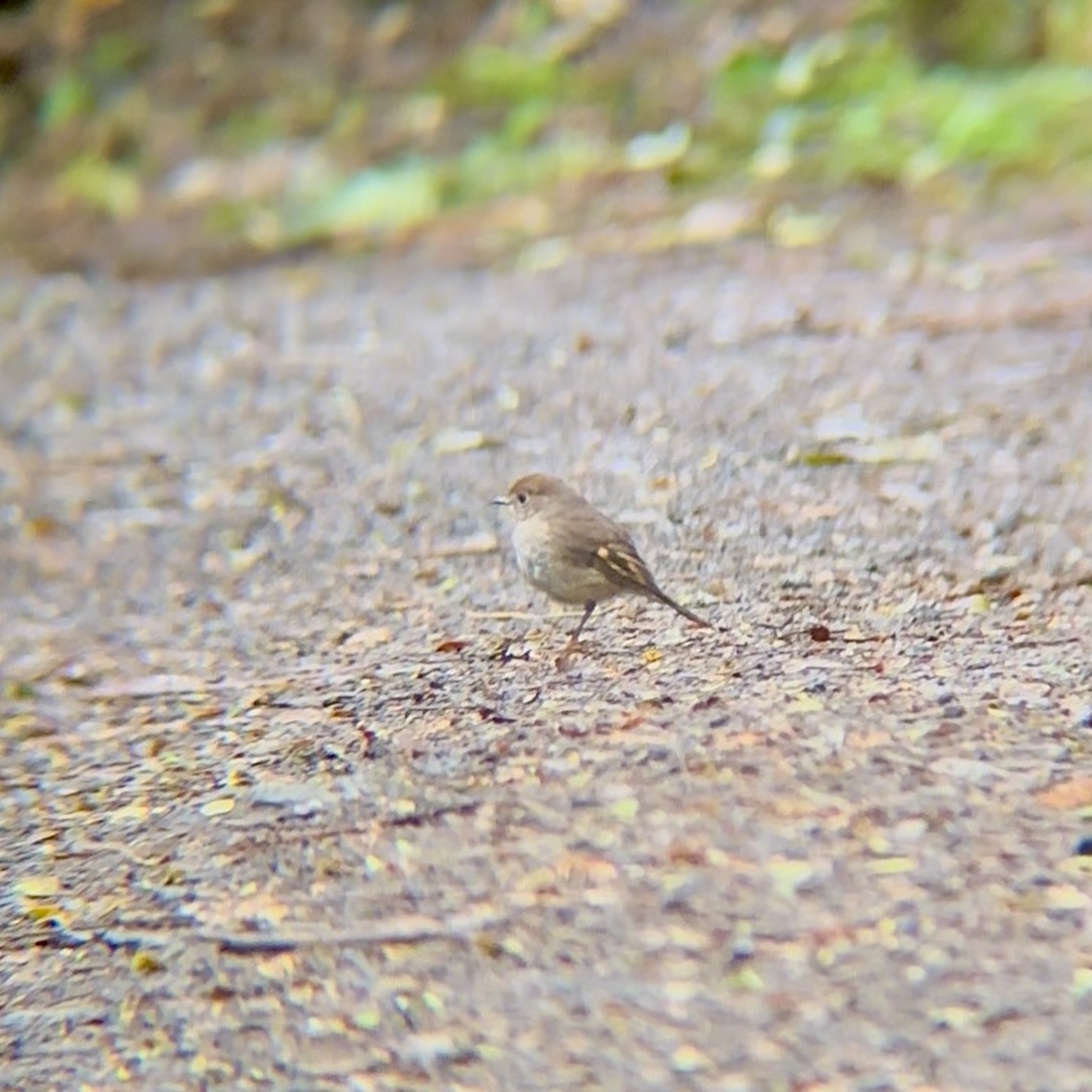 Малиновогрудая петроика - ML644903431