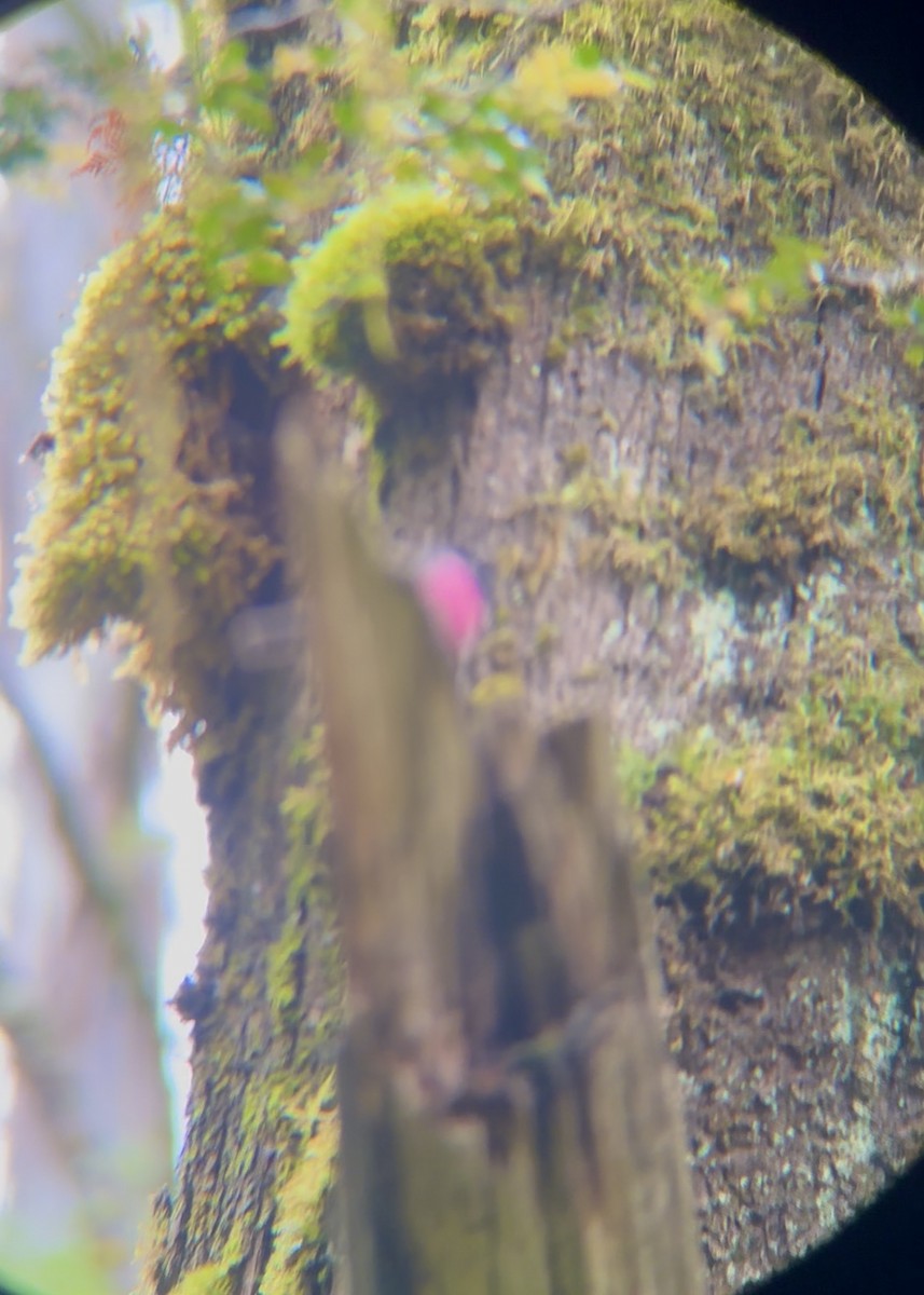 Pink Robin - ML644903432