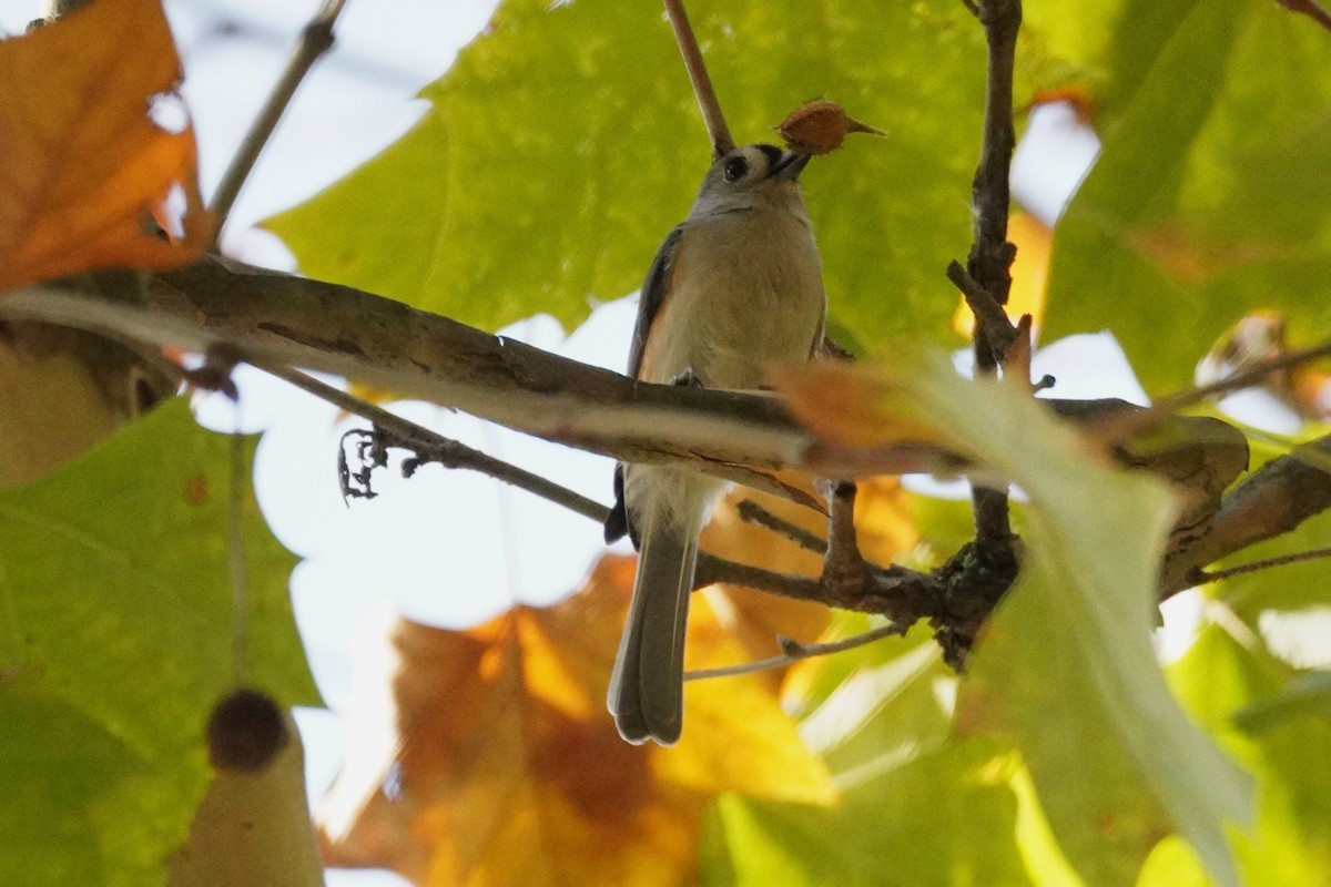 Американская гренадерка - ML644903433