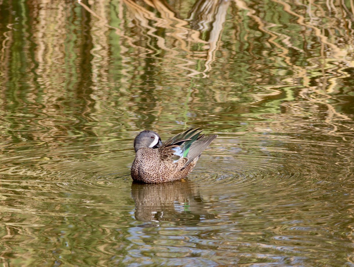 Zertzeta hegalurdina - ML644903439