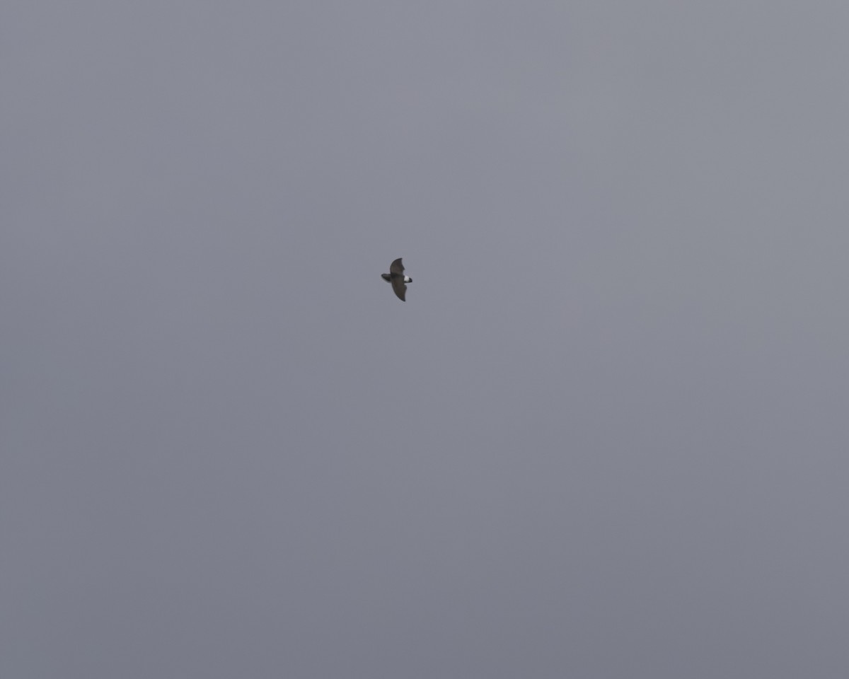 Голкохвіст ангольський - ML644903440