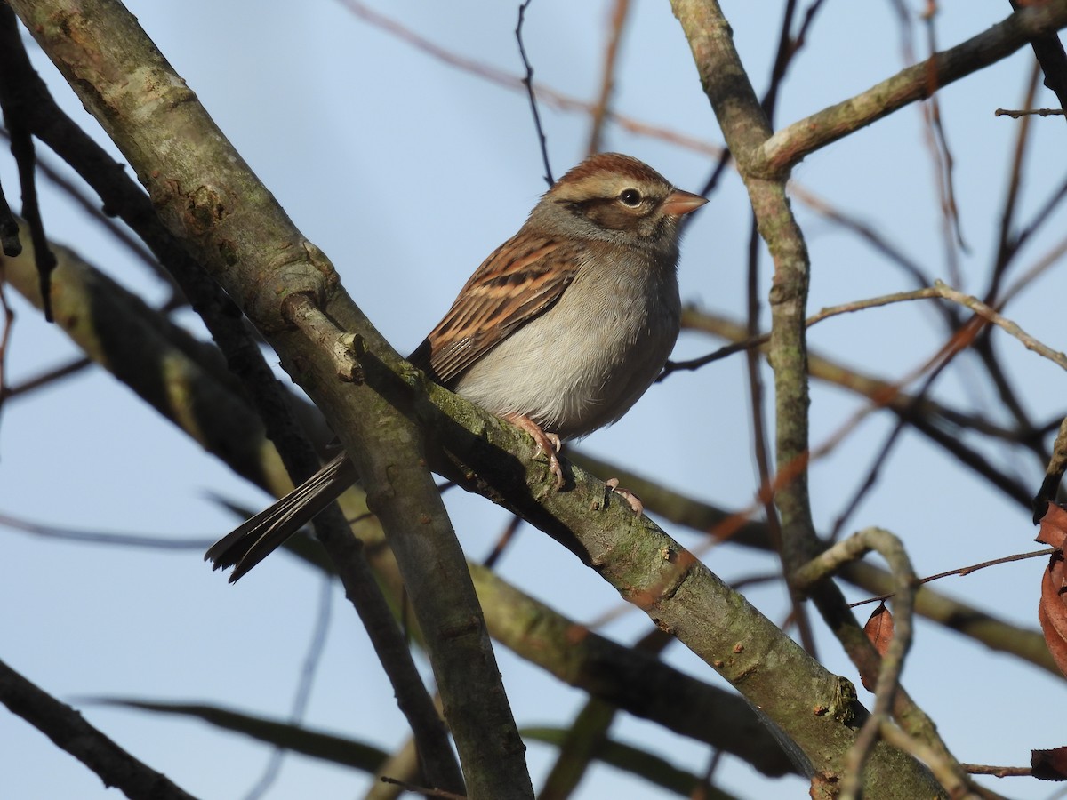 Карнатка білоброва - ML644903450