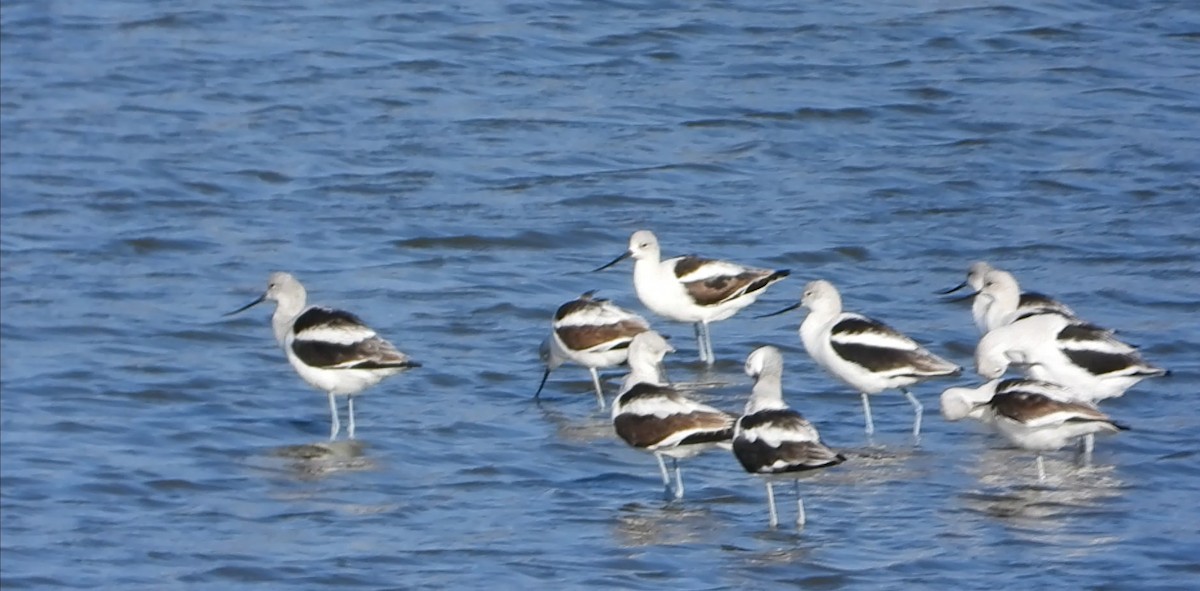 American Avocet - ML644903458