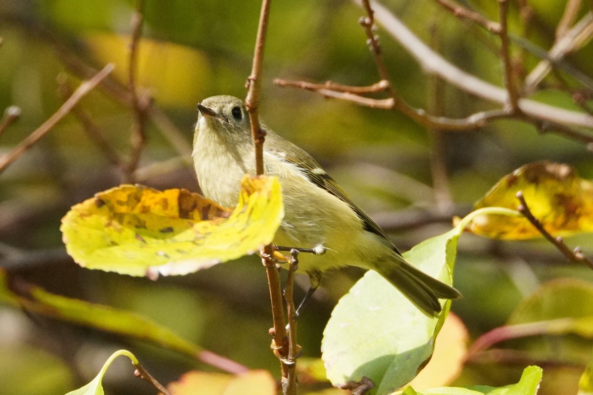 Ruby-crowned Kinglet - ML644903478