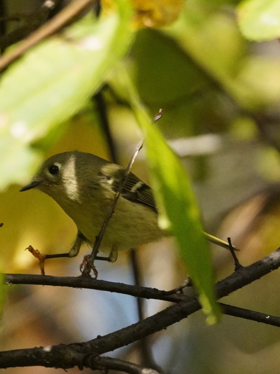 Ruby-crowned Kinglet - ML644903483
