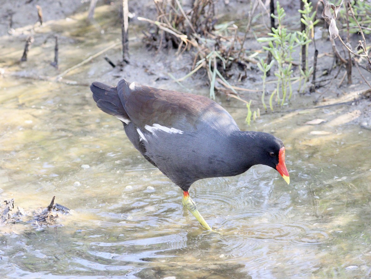 Amerika Sutavuğu - ML644903484