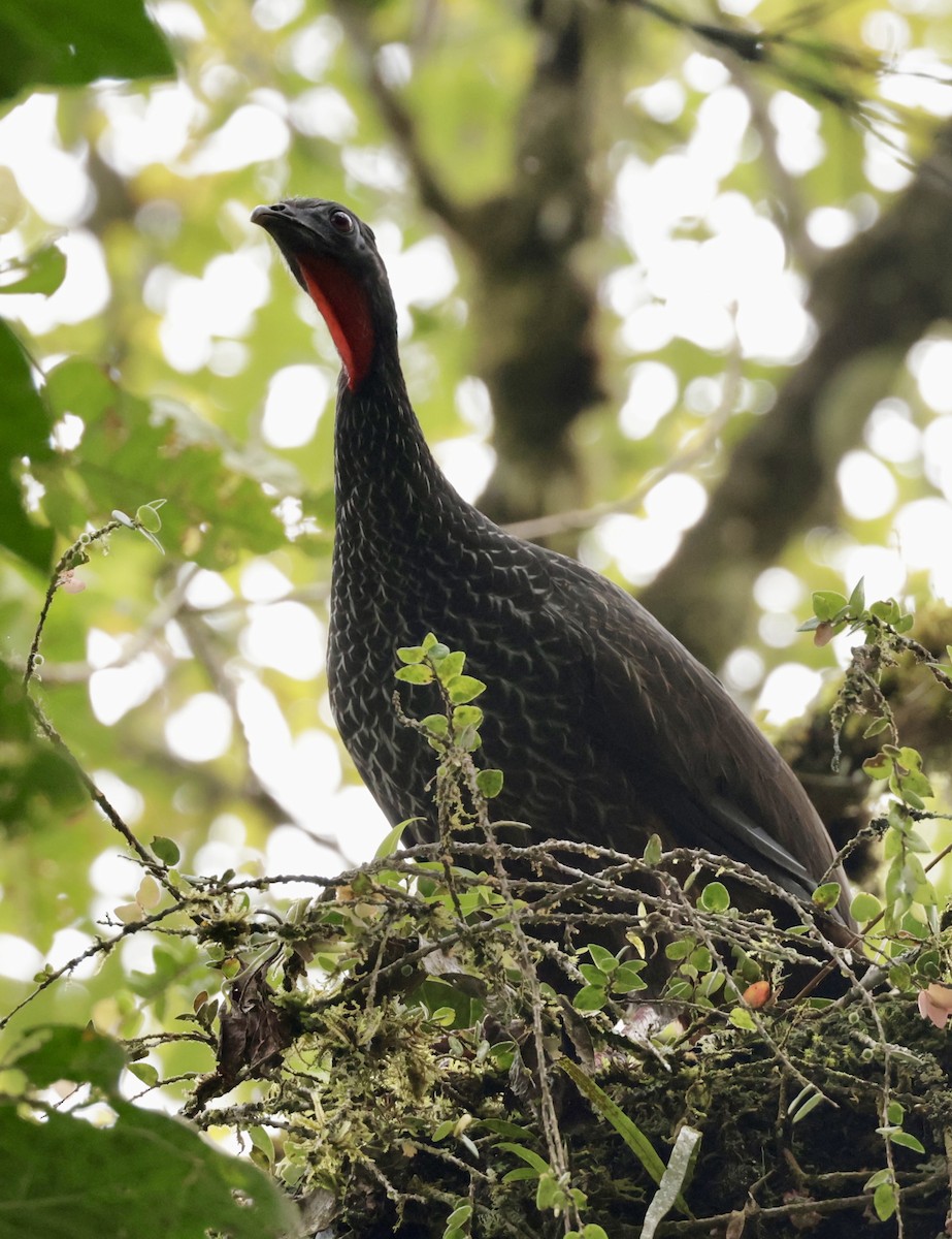 Pénélope du Cauca - ML644903487
