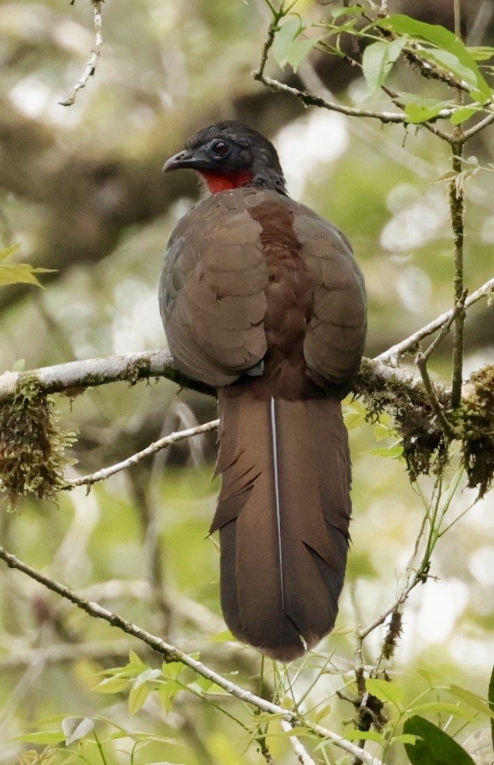Pénélope du Cauca - ML644903489