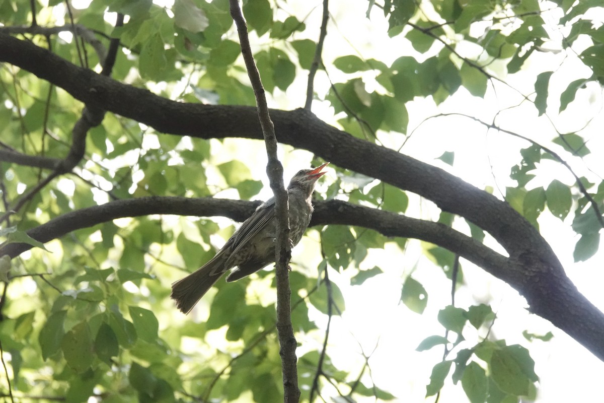 Brown-eared Bulbul - ML644903502