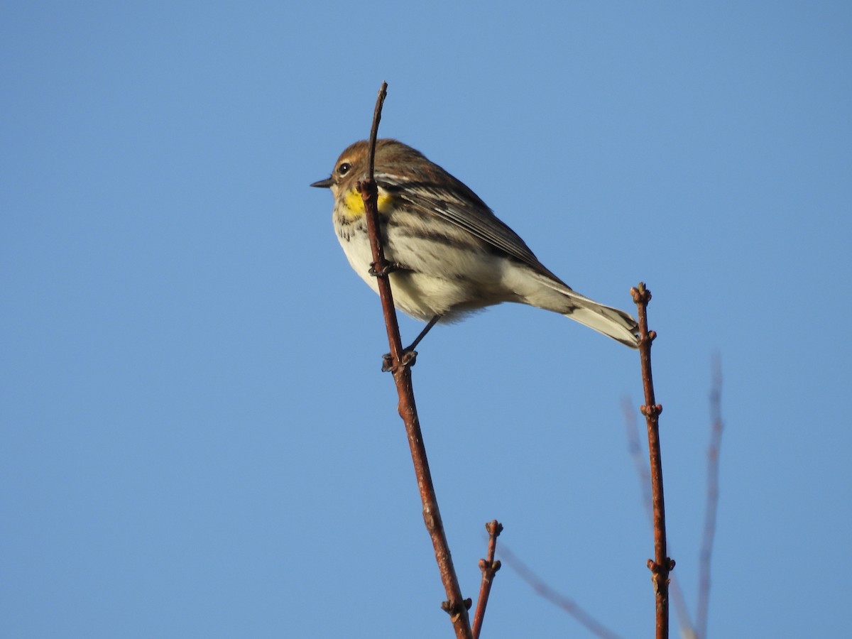Пісняр-лісовик жовтогузий - ML644903504