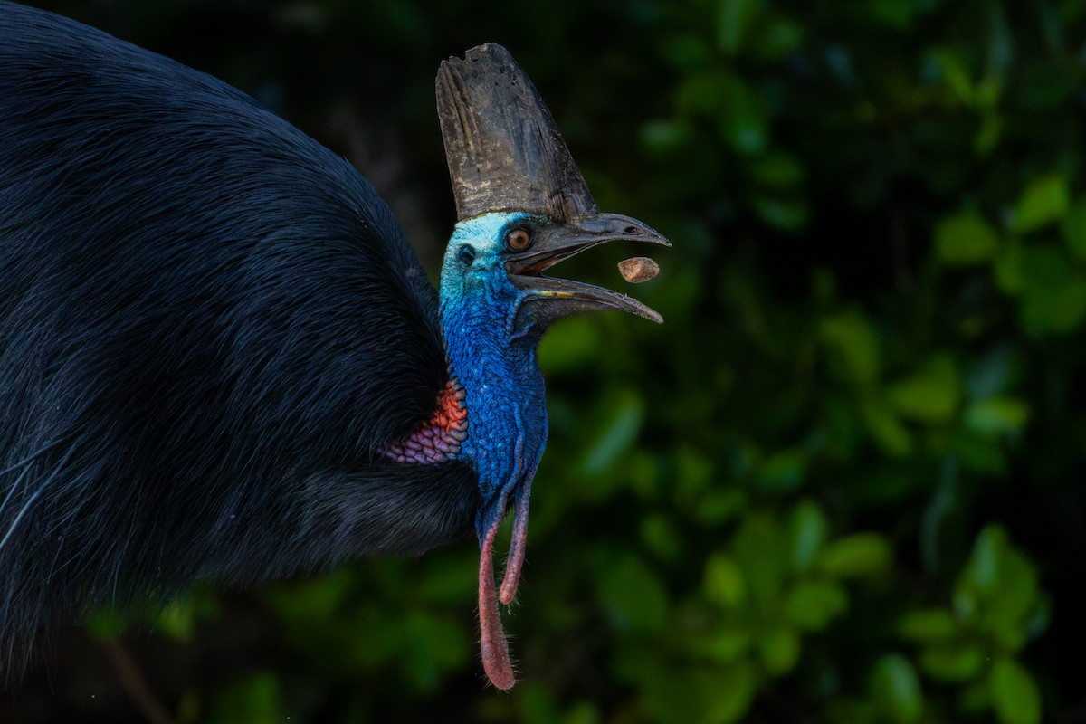 Southern Cassowary - ML644903531