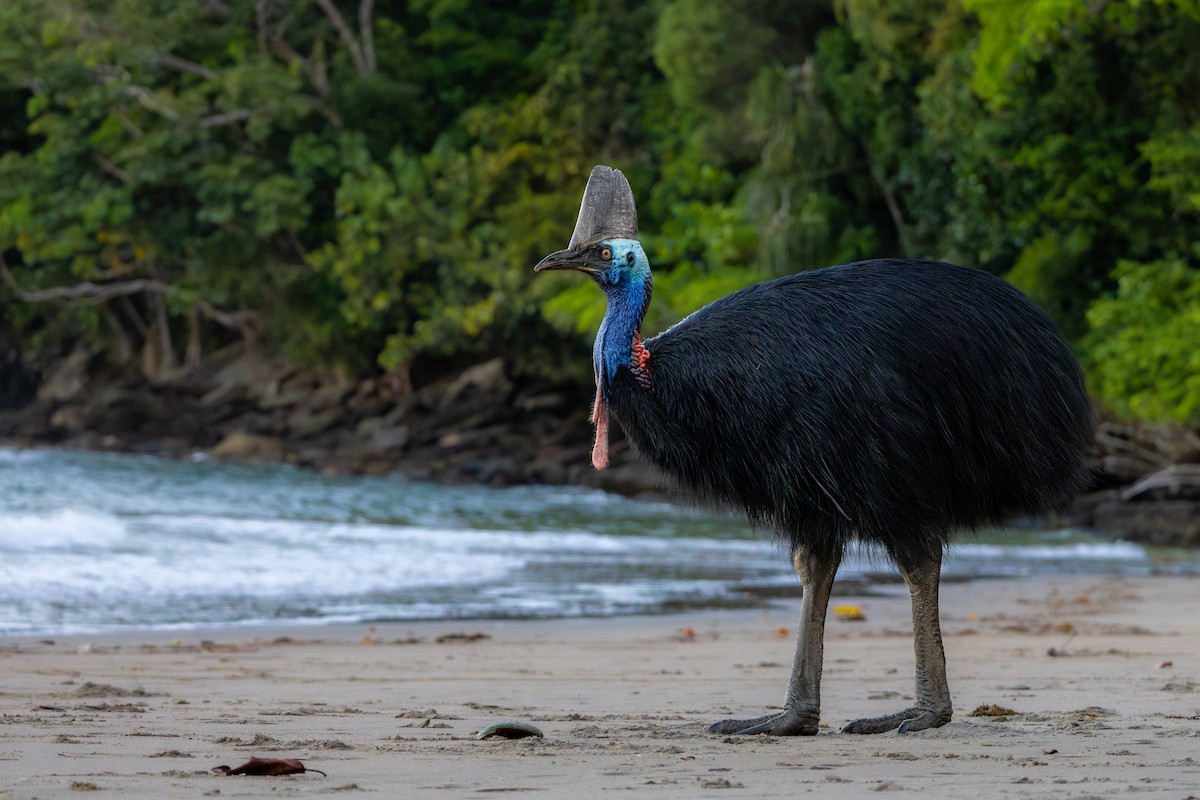 Southern Cassowary - ML644903532