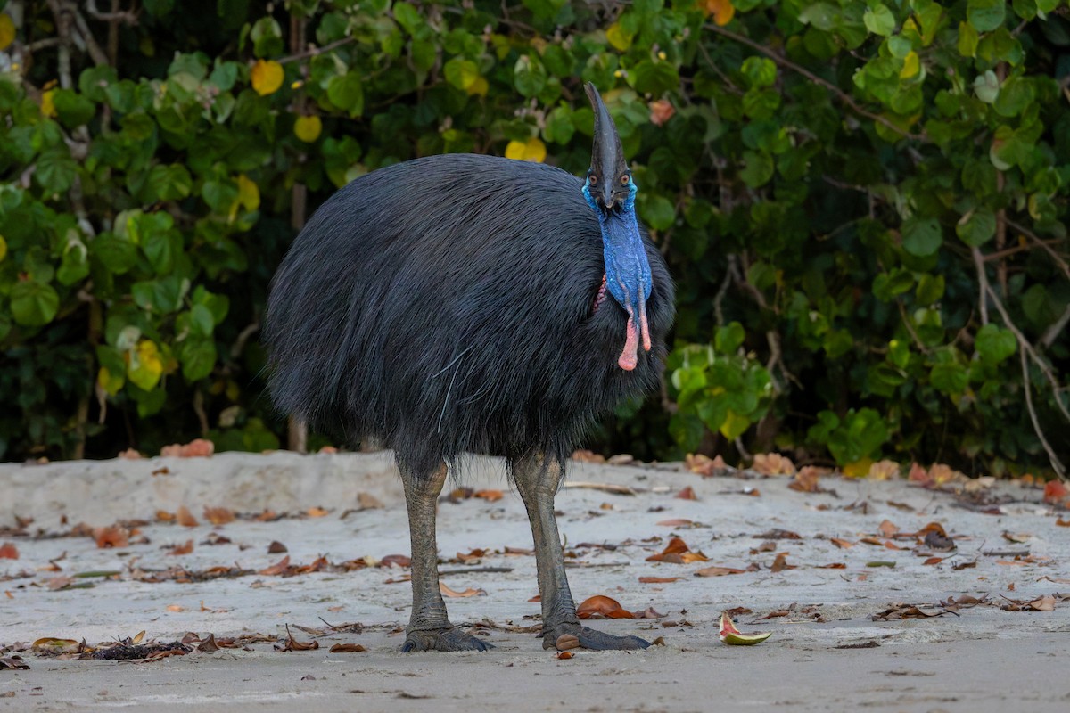 Southern Cassowary - ML644903533