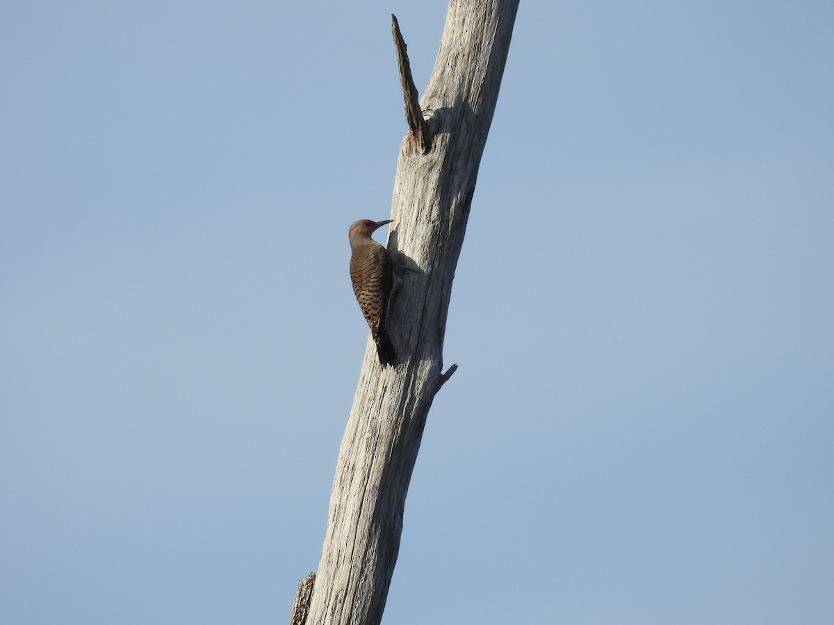 Altın Ağaçkakan - ML644903546