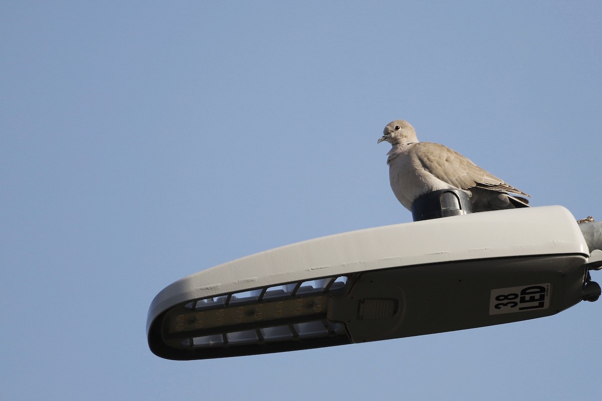Eurasian Collared-Dove - ML644903554