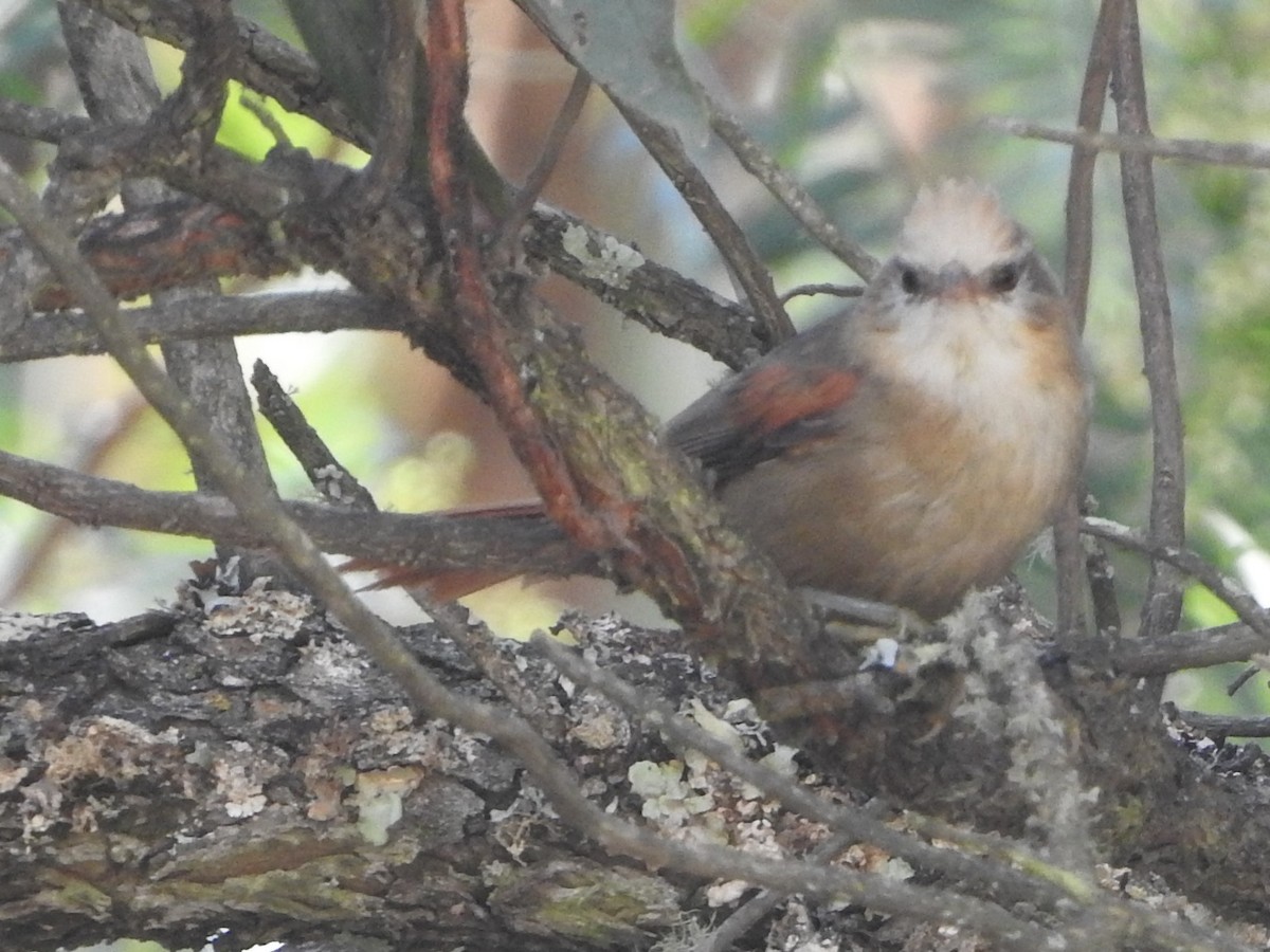 Curutié Crestado - ML644903565