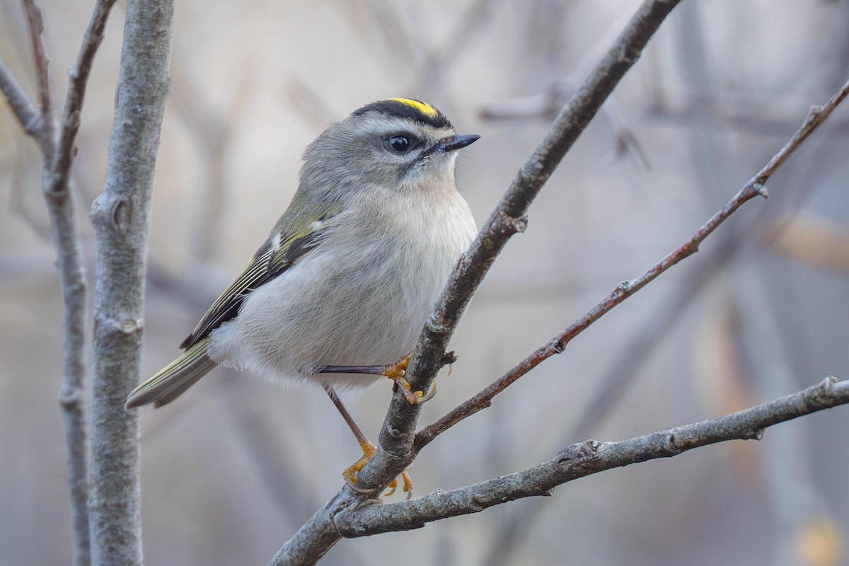 Reyezuelo Sátrapa - ML644903567