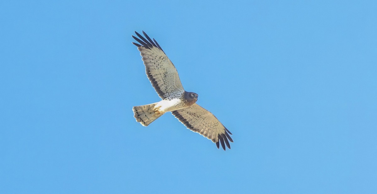 Aguilucho de Hudson - ML644903569