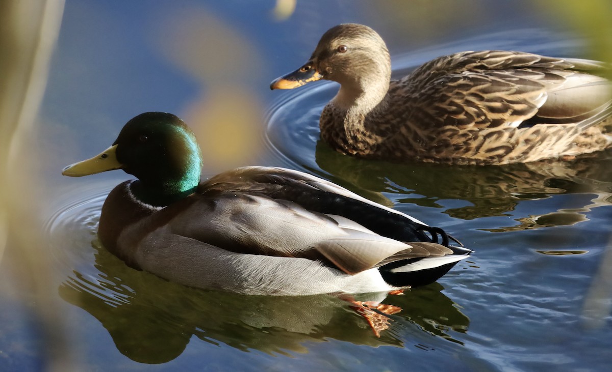 Ánade Azulón - ML644903570