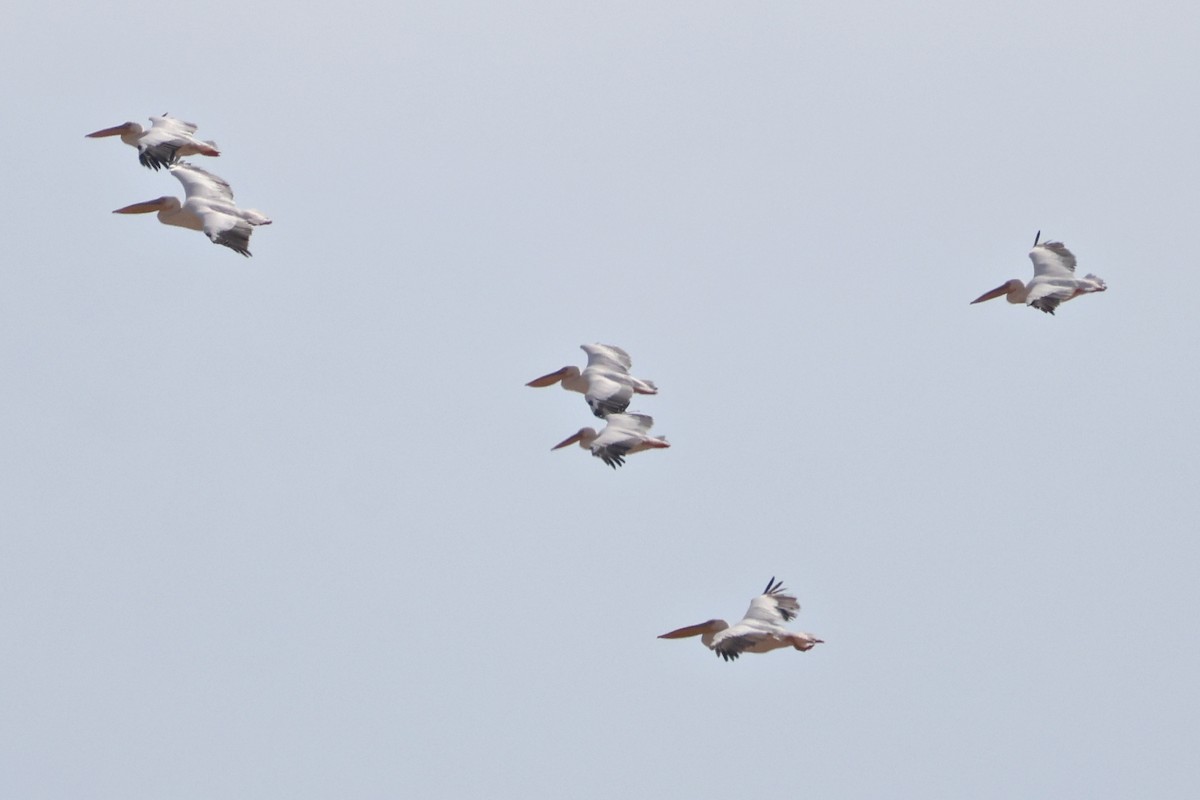 hvitpelikan - ML644903571