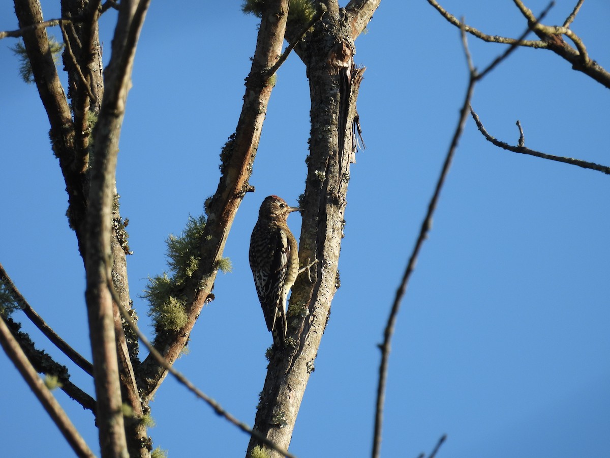 kanadasevjespett - ML644903572