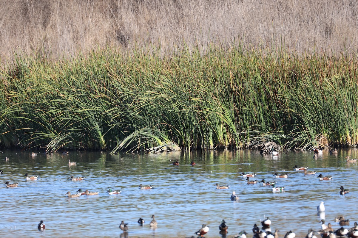 kaneland - ML644903573