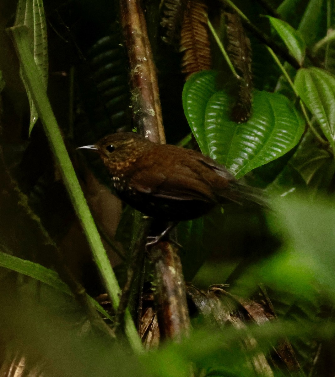 flekkbroddstjert - ML644903576