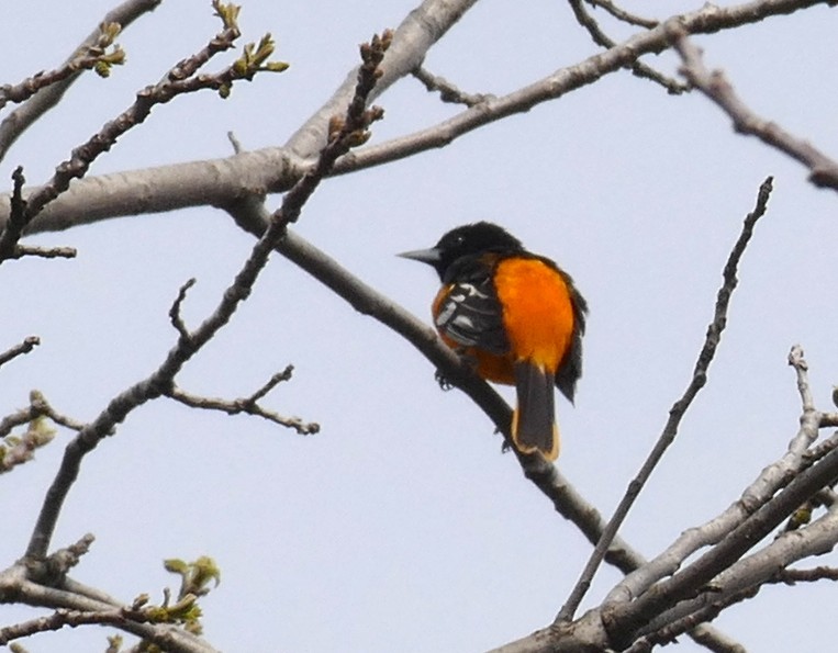 lundtrupial - ML644903578