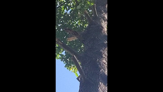 Kahverengi Başlıklı Ağaçkakan - ML644903579