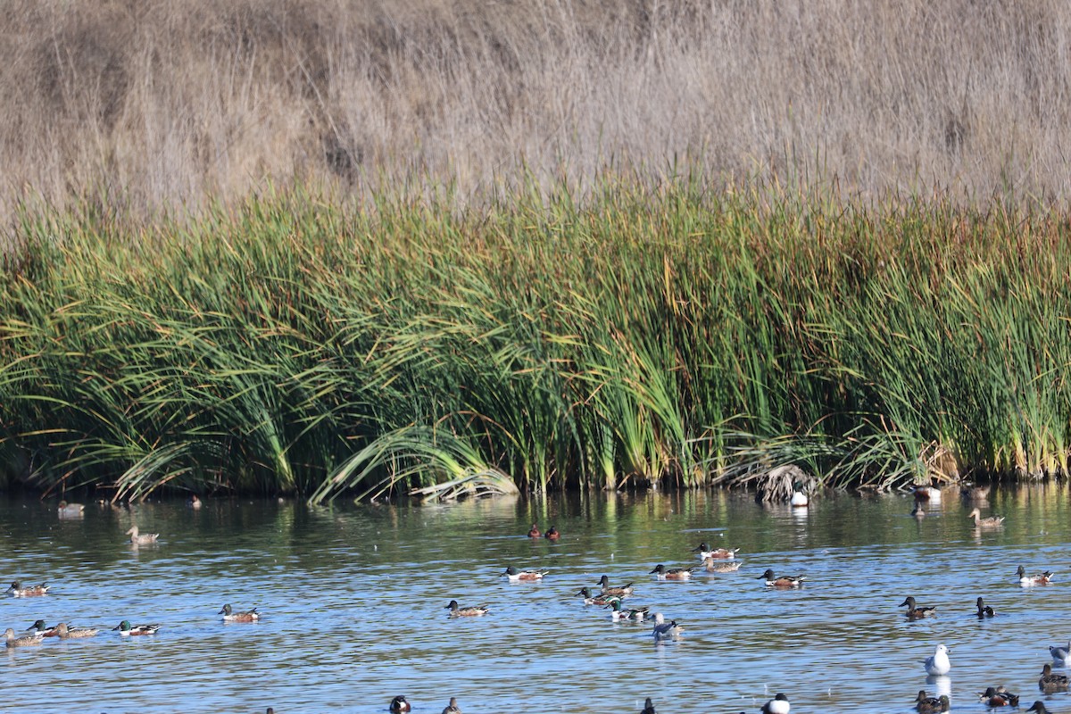 kaneland - ML644903580