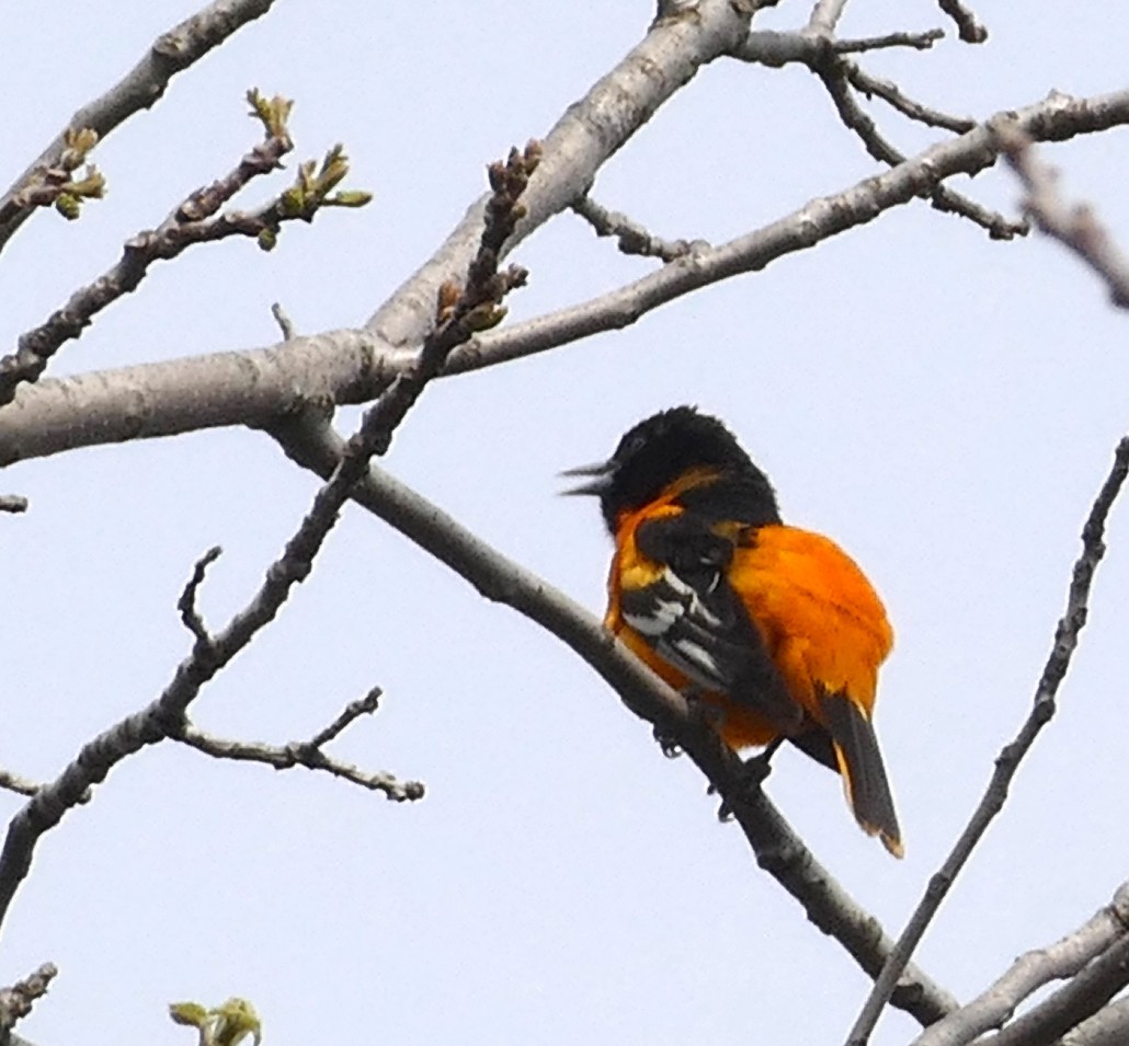 lundtrupial - ML644903581