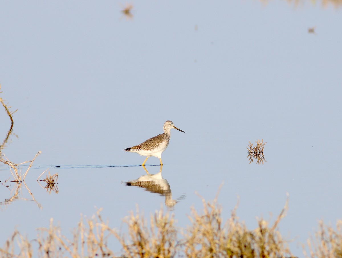 plystresnipe - ML644903583