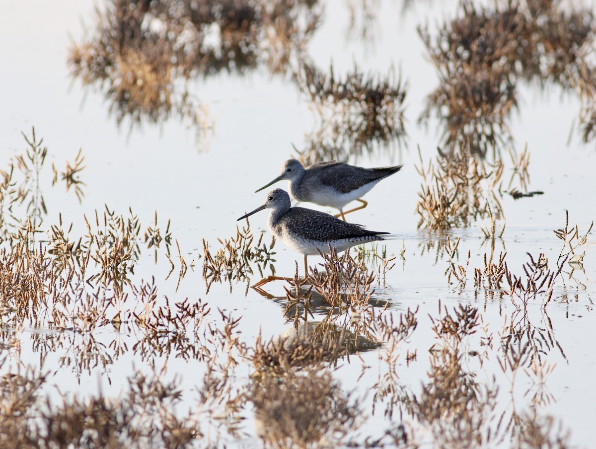 plystresnipe - ML644903584